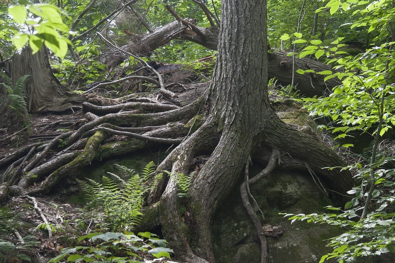 forest, nature, tree roots