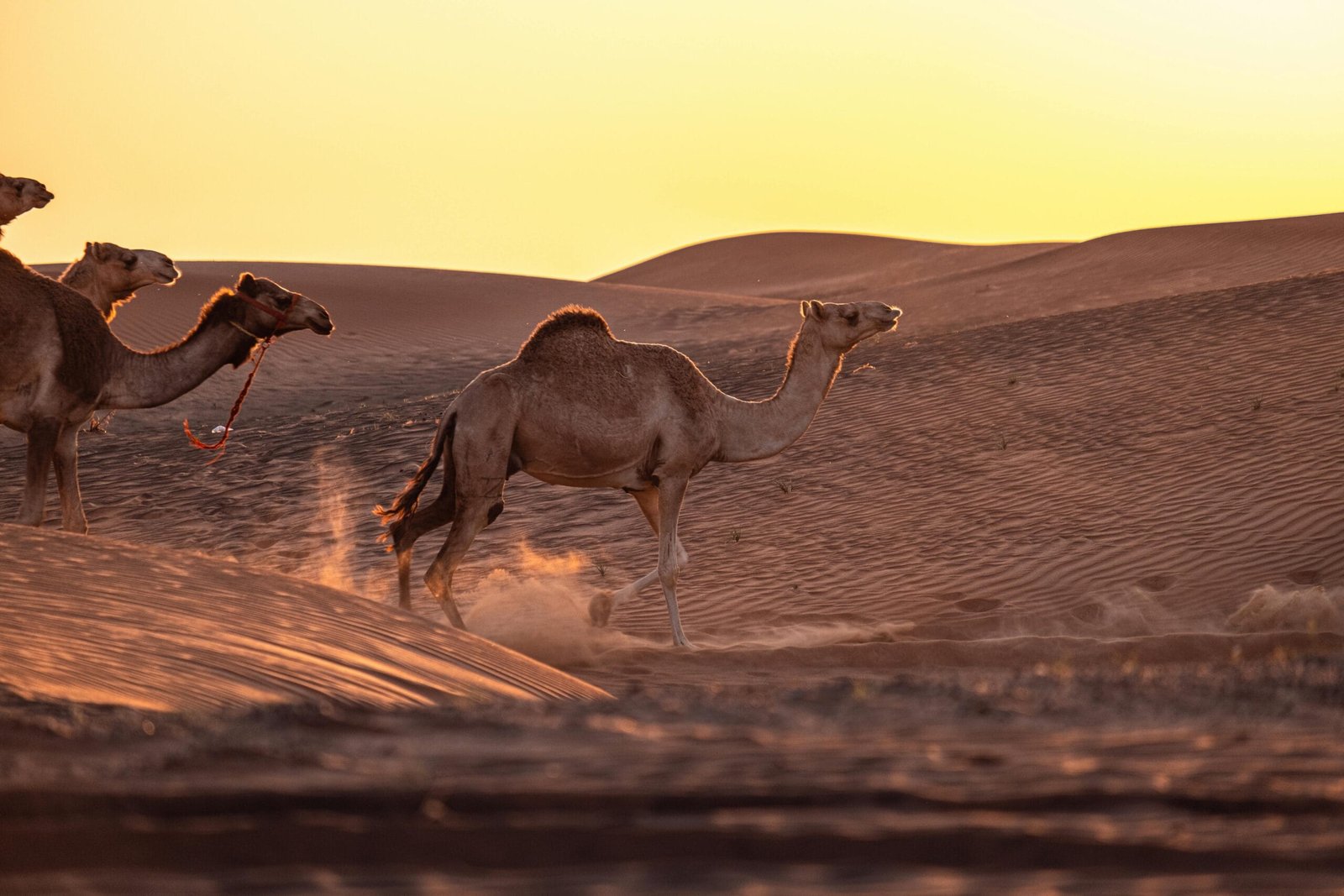 A group of camels walking across arid sand dunes during a golden sunset.