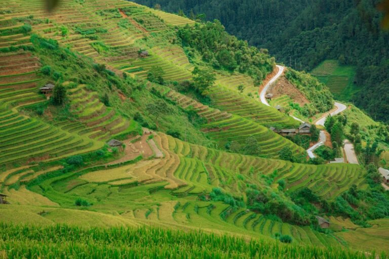 A breathtaking aerial view of lush, green rice terraces on a hillside, showcasing natural agricultural beauty.