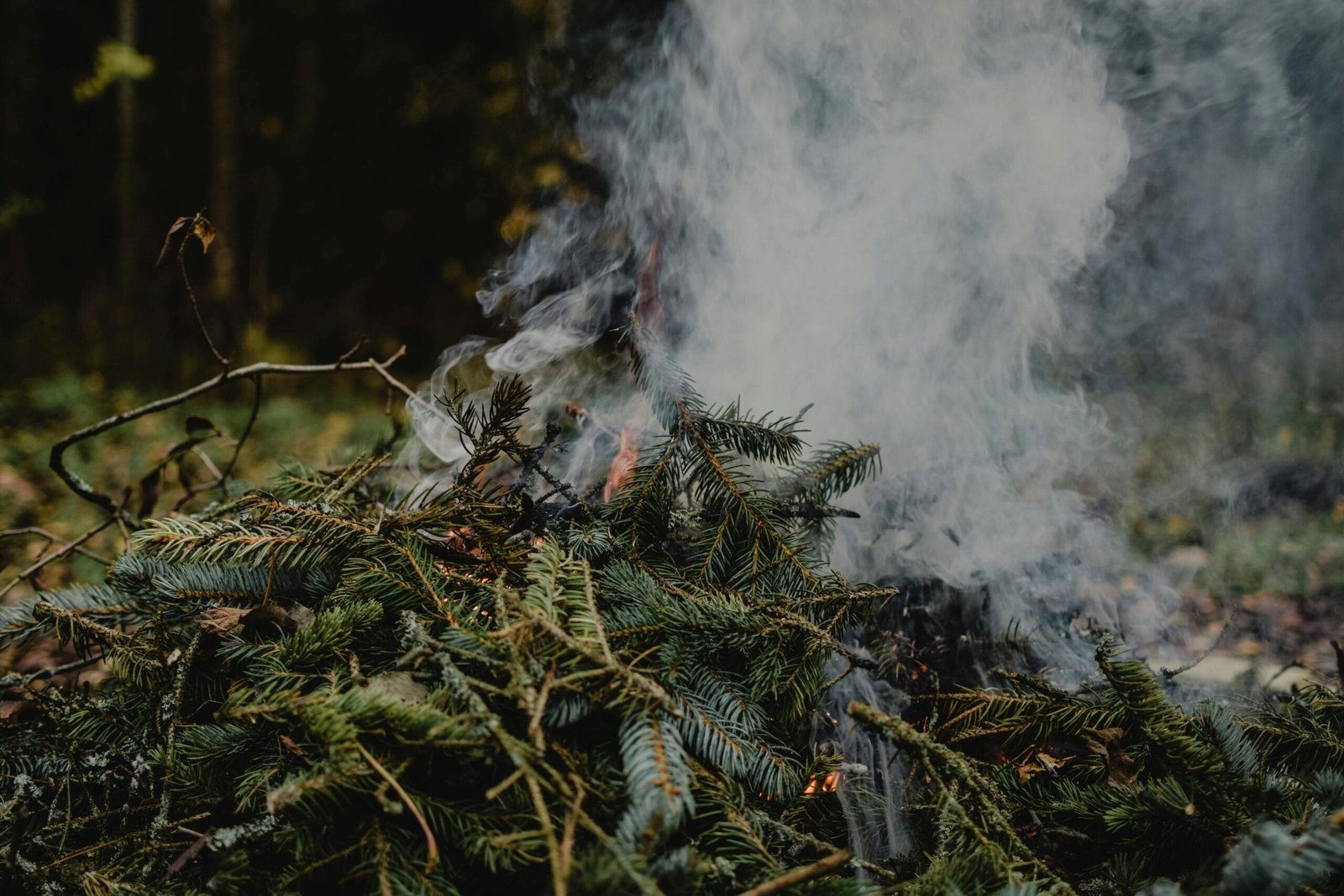 A smoky bonfire burning pine branches creates a dramatic scene in an Estonian forest.