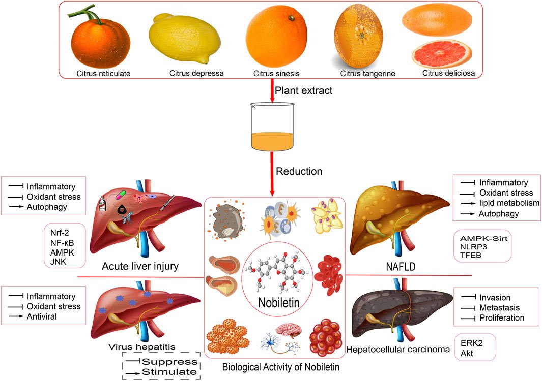 Scientifically Proven Foods