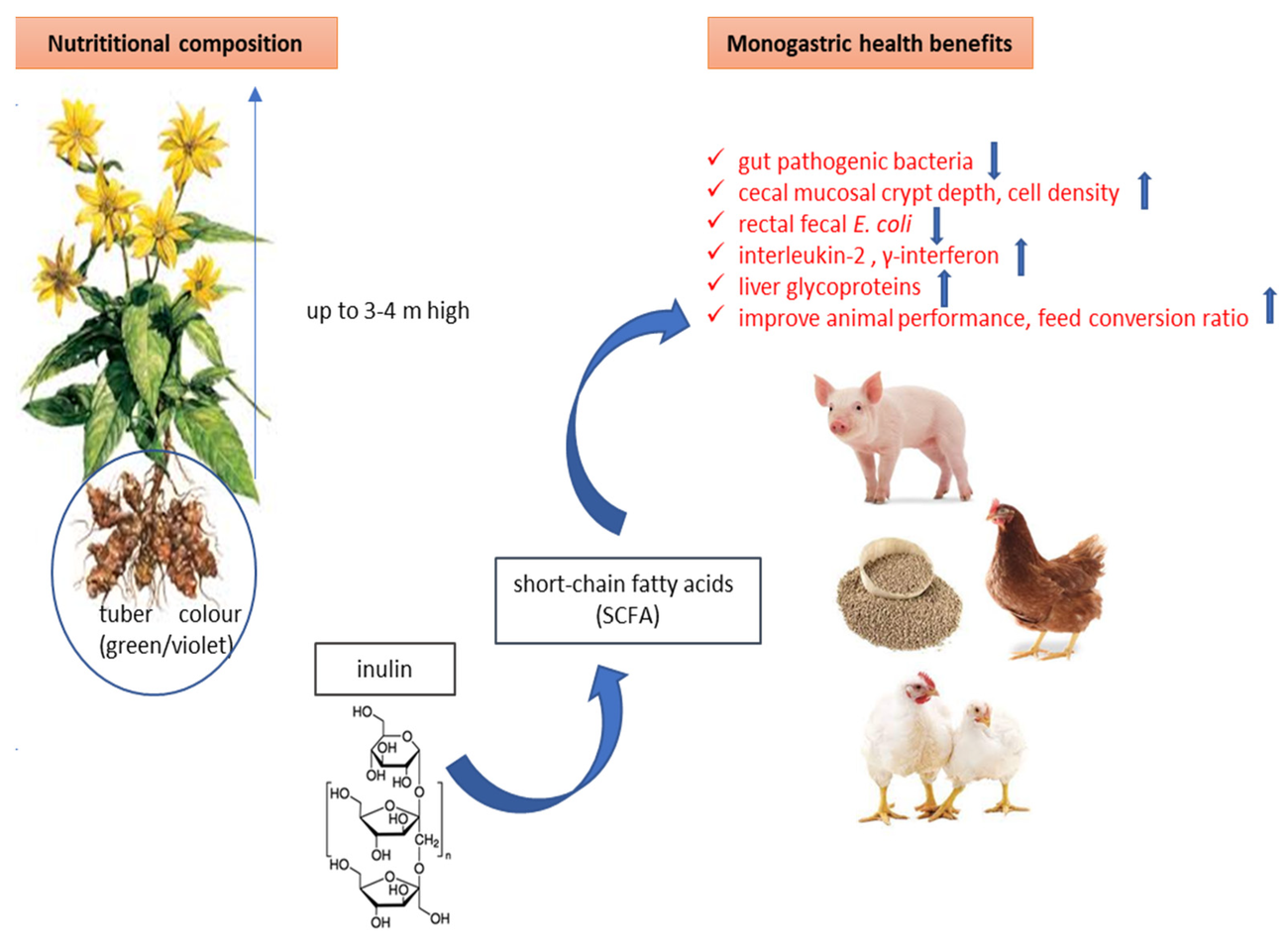 gut health